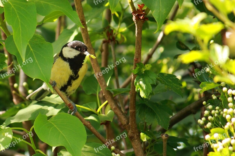 Titmouse Bird Spring Natural Expensive