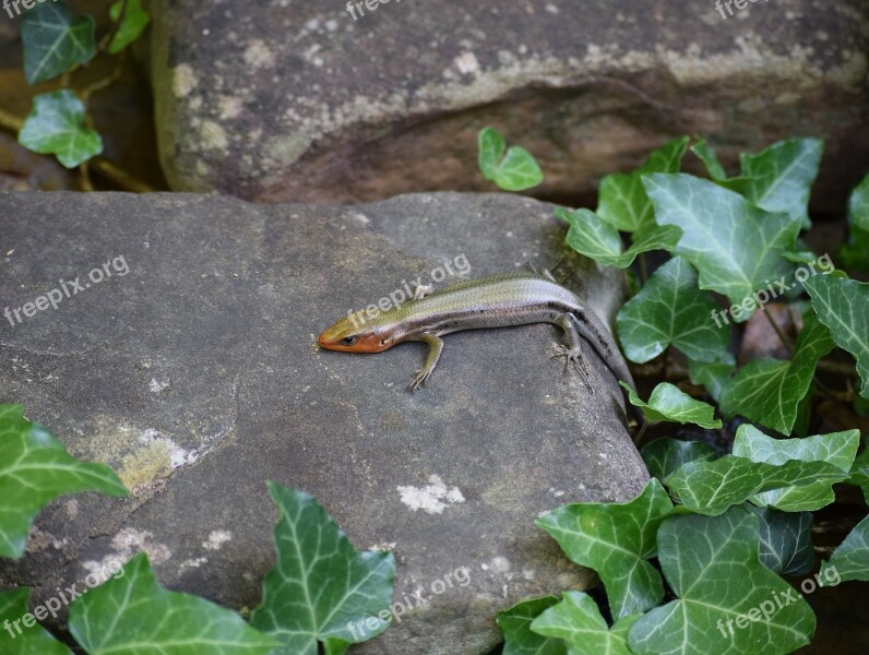 Five-lined Skink Skink Reptile Animal Colorful