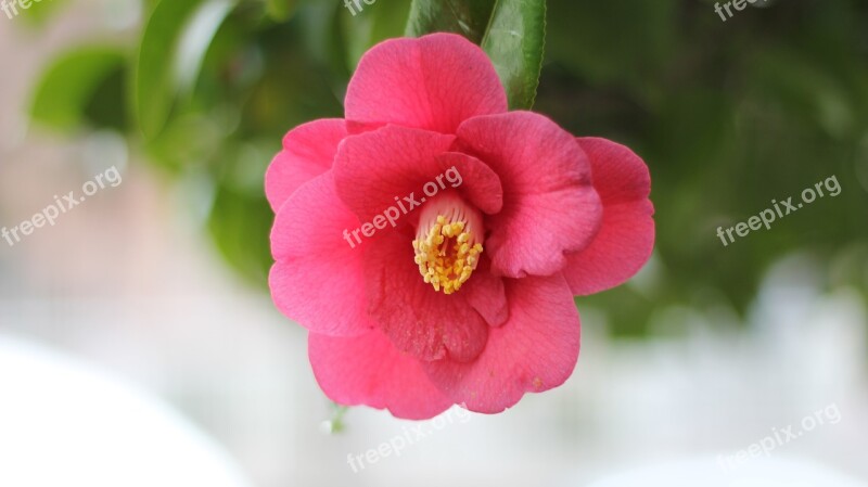 Camellia Affix Tue-sa Free Photos