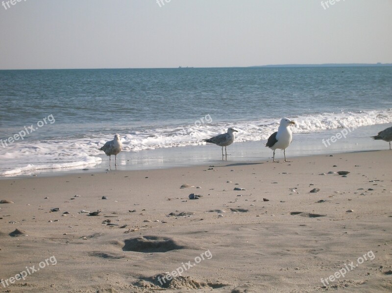 Kerstin Mais Rockaway Beach Queens New York Gulls