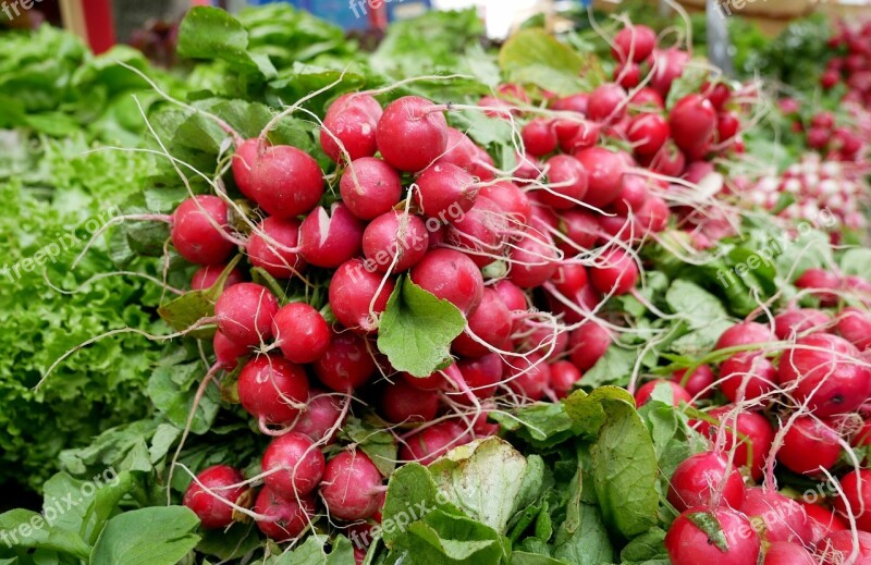 Radishes Vegetables Radish Food Red