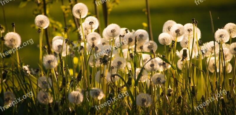 Dandelion Backlighting Pointed Flower Flower Nature