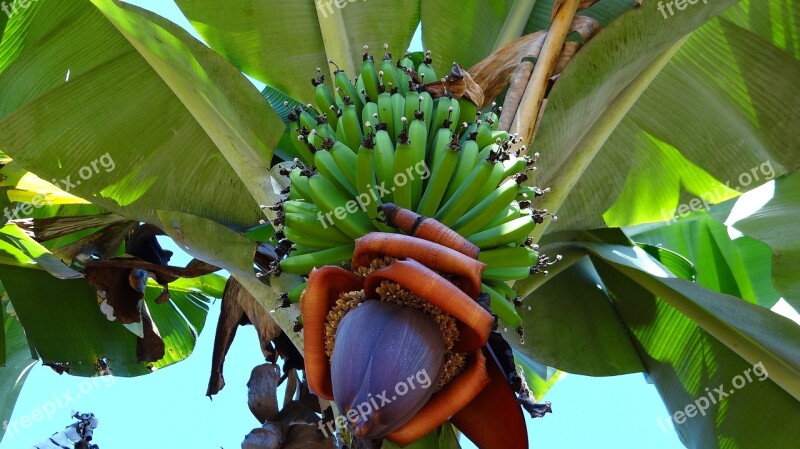 Banana Bunch Of Banana Fruit Health Healthy Eating