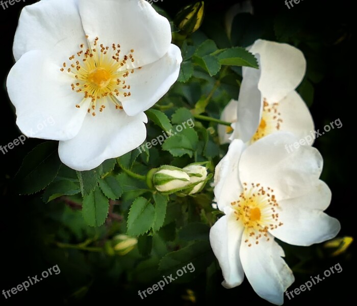 Rose White Dog Rose Flowers Bud Flower