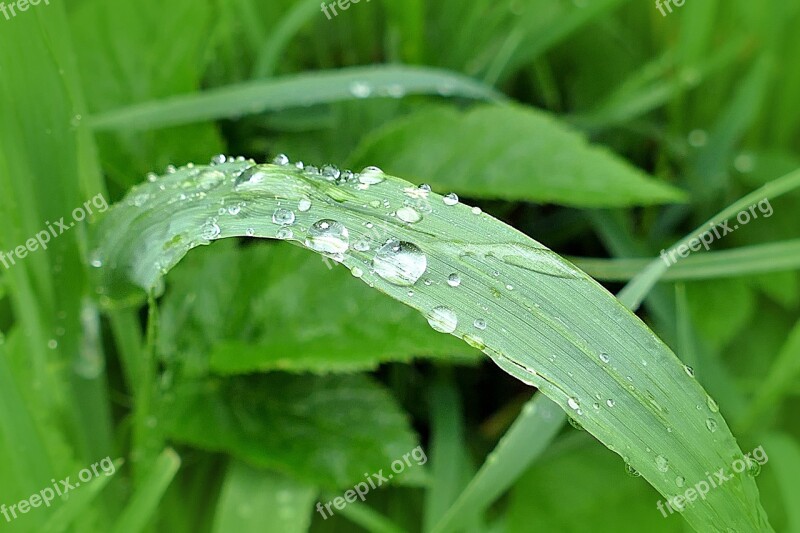 Meadow Grass Drop Of Water Dewdrop Dew