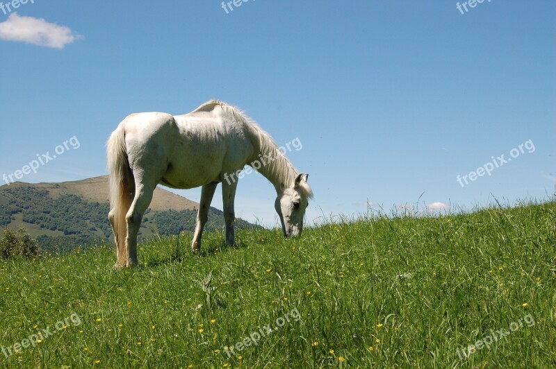 Horse Nature Animals Mountain Pasture