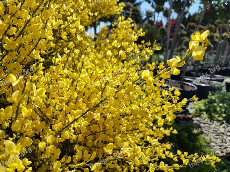 Flowers Yellow Shrubs żarnowiec Free Photos