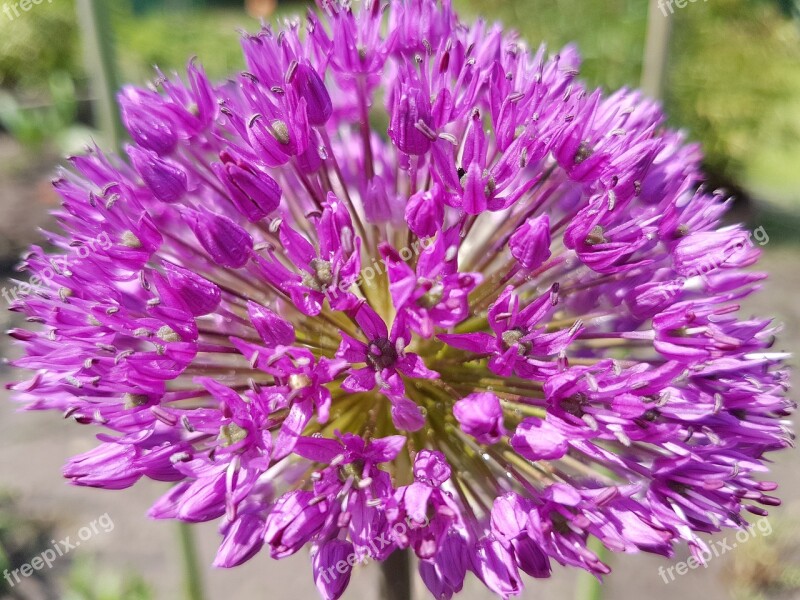 Flowers Spring Garlic Czosnki Free Photos