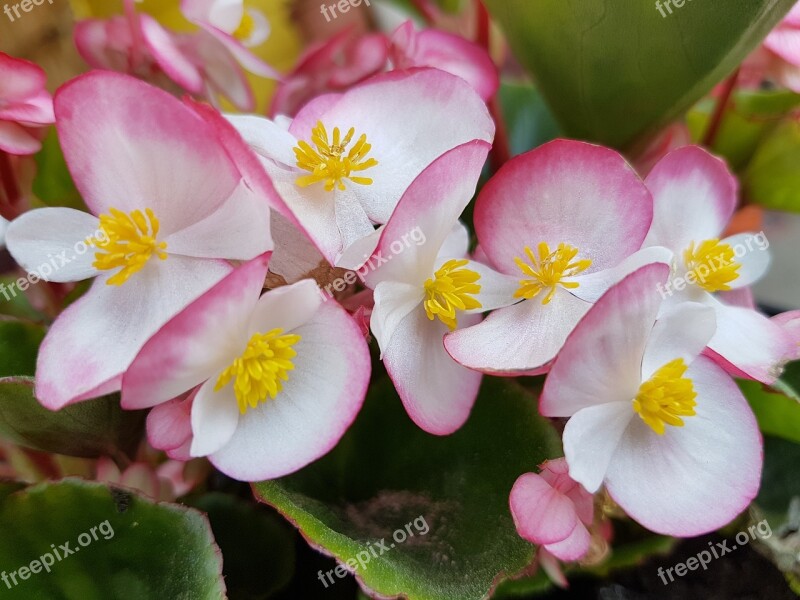 Flowers Spring Begonia Begonias Free Photos