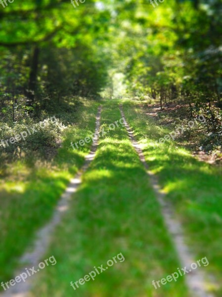 Tiltshift Walk In The Woods Path Veluwe Beekbergen