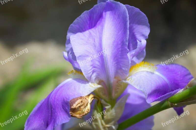 Iris Flower Violet Garden Spring