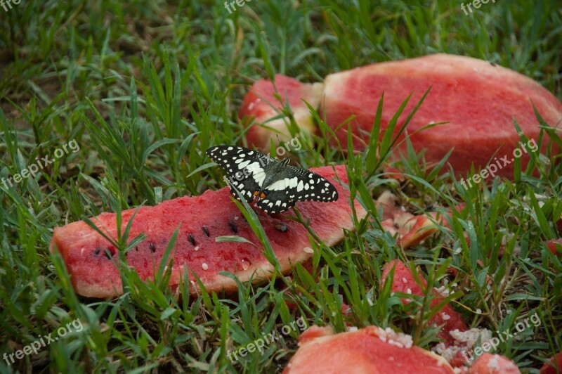 Butterfly Melon Nature Beauty Free Photos