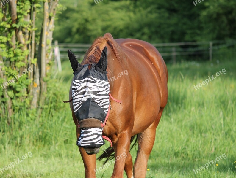 Horse Fly Mask Fly Protection Head Fly Protection Saddle Horse