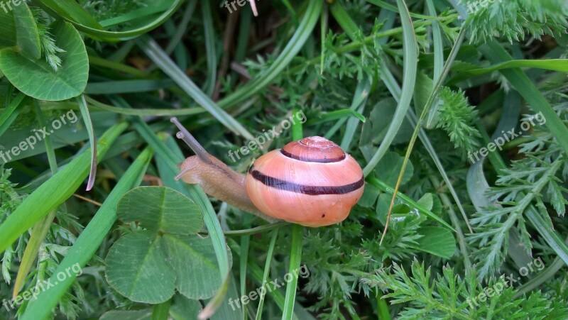 Snail Grass Green Spring Macro