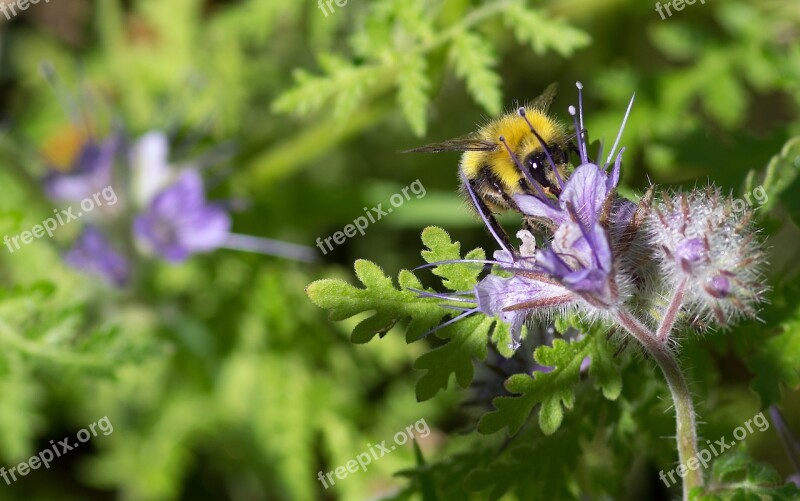 Bourdon Forage Phacélie Violet Flowering