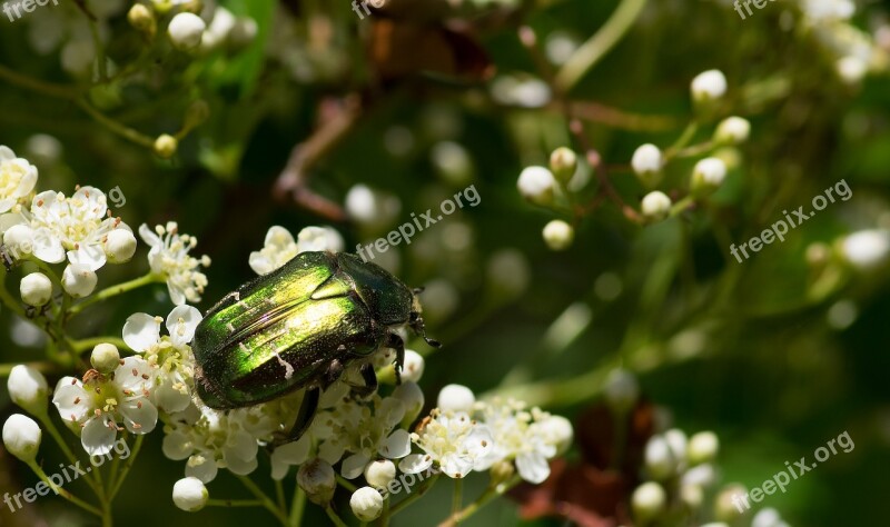 Cétoine Golden Cetonia Aurata Green Insect Chafer Roses Free Photos