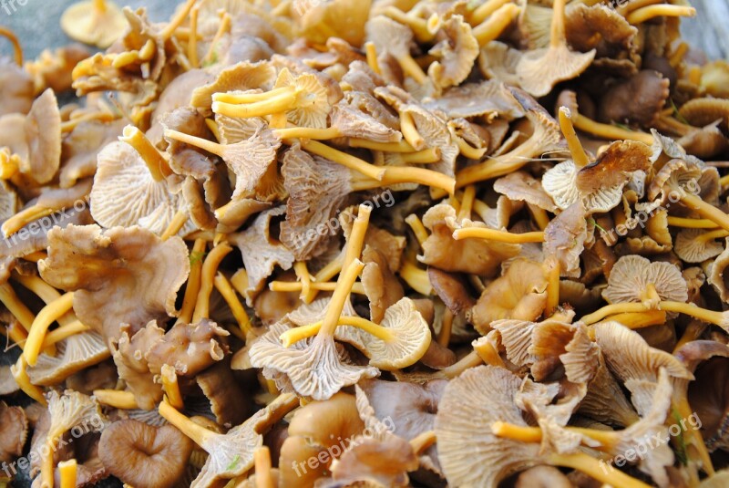 Chanterelle Mushrooms Funnel Chanterelles Autumn Free Photos