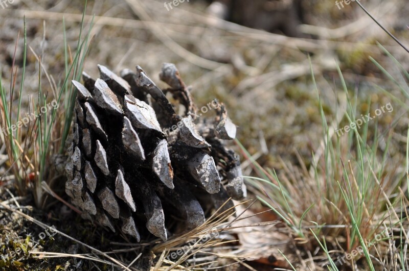 Pine Cone Pinecone Nature Heath