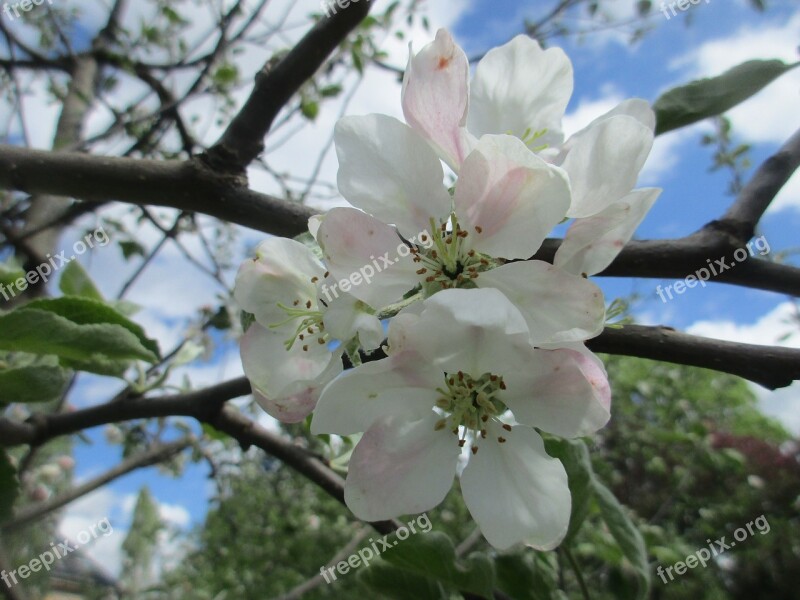 Apple Blossom Apple Tree Gardening Spring May