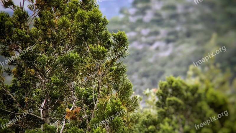 Cedar Texas Hill Country Nature Trees