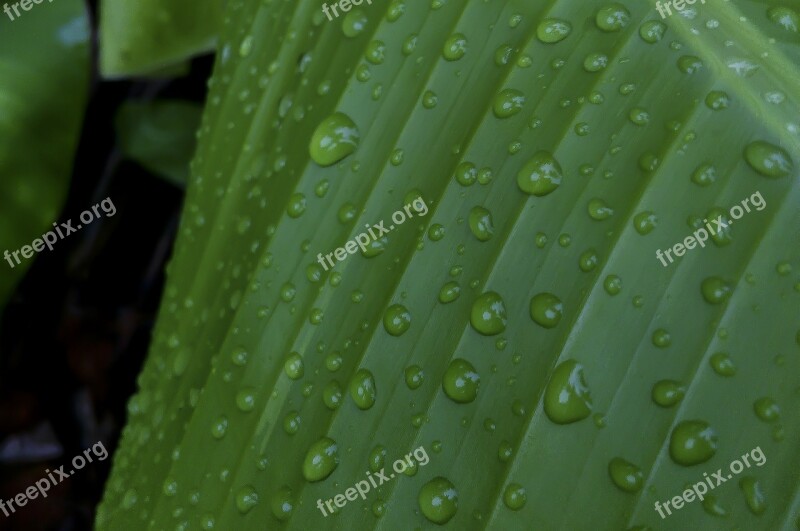 Water Drops On Leaf Banana Leaf Drops Rain Green