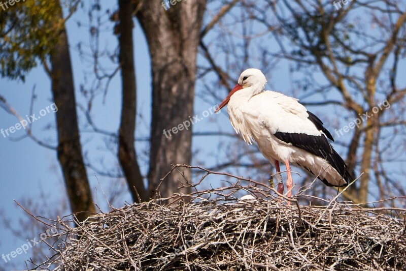 Stork White Nest Scrim Monogamous