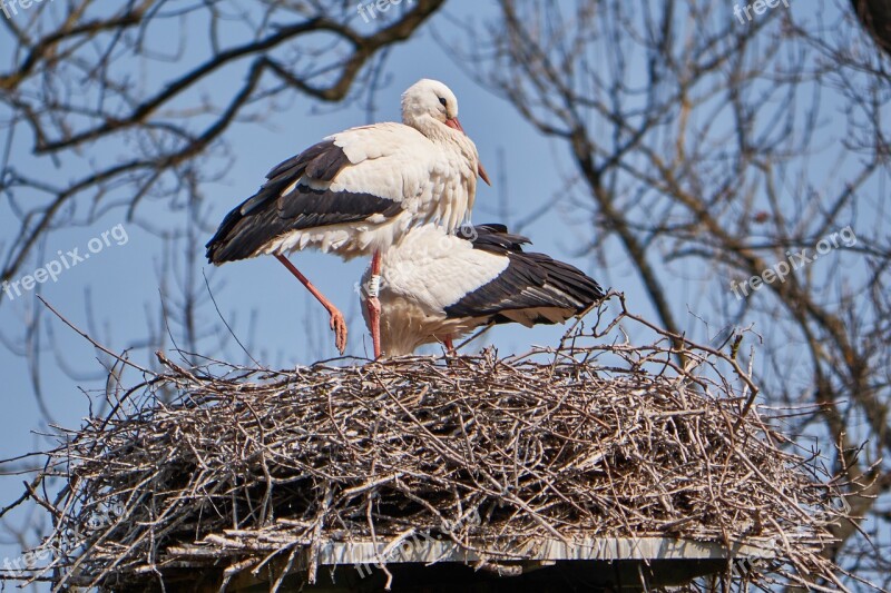 Stork White Nest Scrim Monogamous