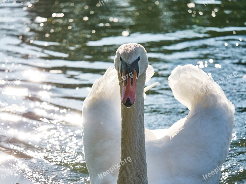 Swan Water Swim White Purely