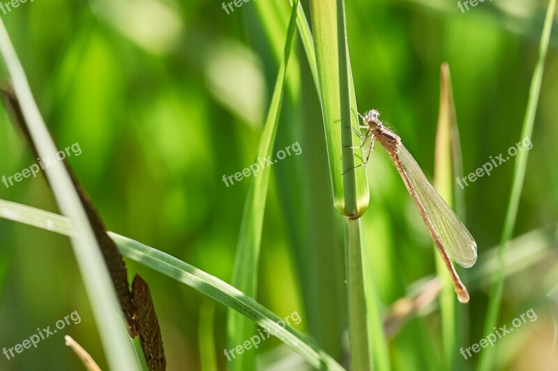 Dragonfly Blatte Close Up Insect Nature