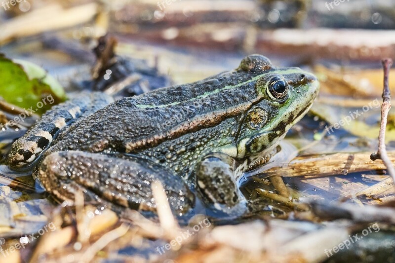 Frog Pond Green Toad Water