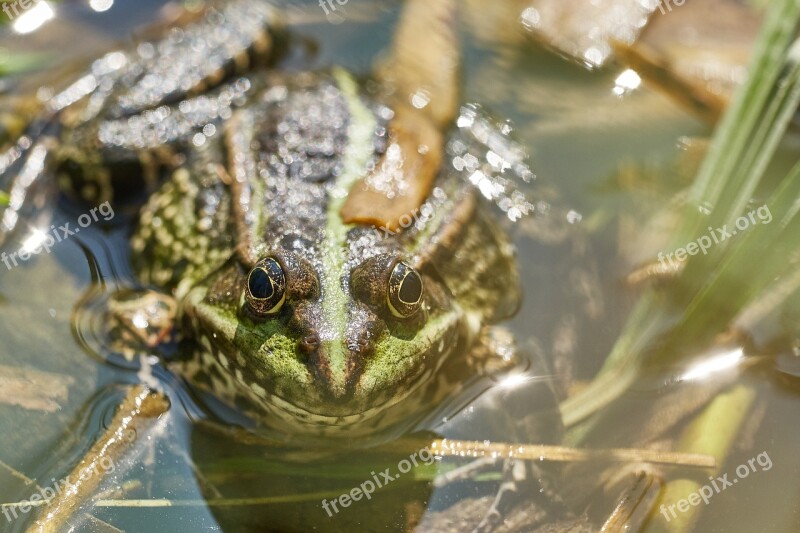 Frog Pond Green Toad Water