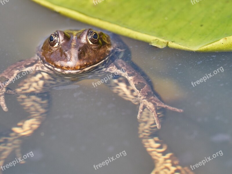 Frog Pond Green Toad Water