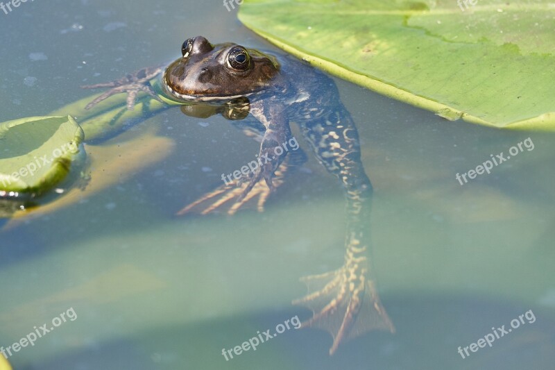 Frog Pond Green Toad Water