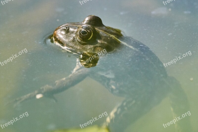 Frog Pond Green Toad Water