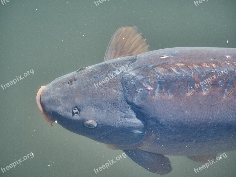 Fish Pond Water Lake Animal