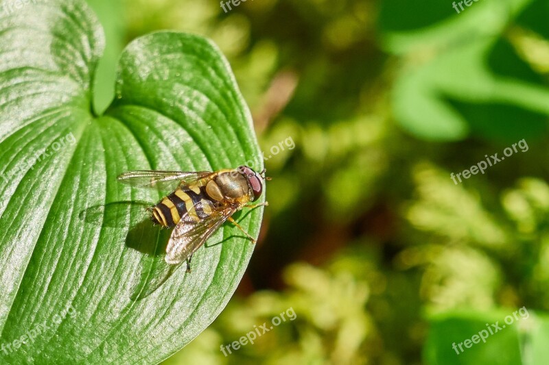 Fly Leaf Nature Green Insect