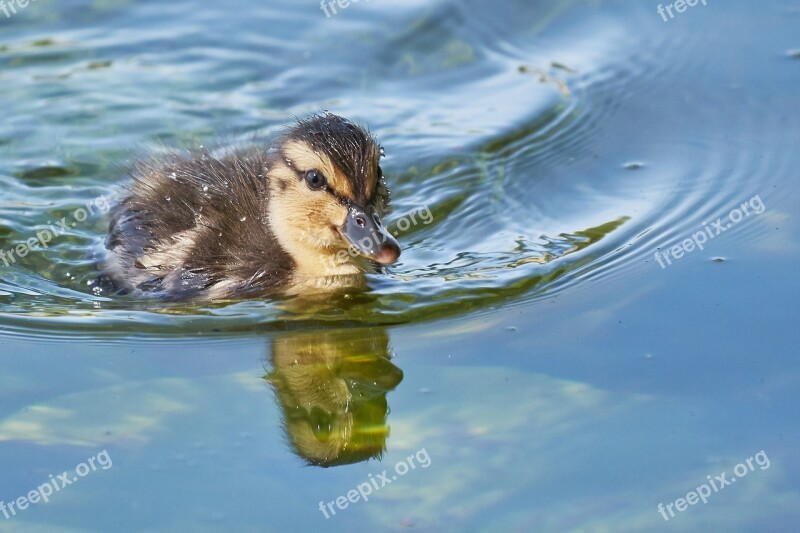 Muter Swarm Sweet Young Animal Duck