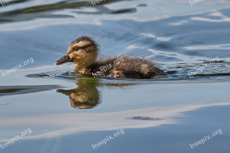 Muter Swarm Sweet Young Animal Duck