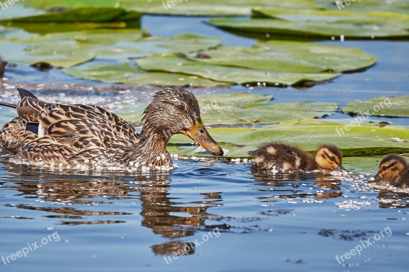 Muter Swarm Sweet Young Animal Duck