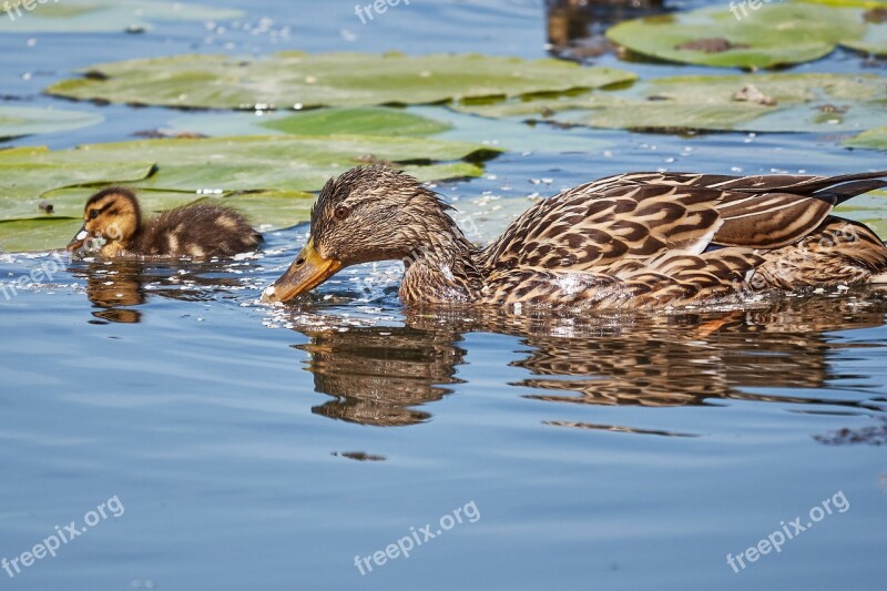 Muter Swarm Sweet Young Animal Duck