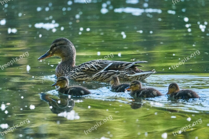 Muter Swarm Sweet Young Animal Duck