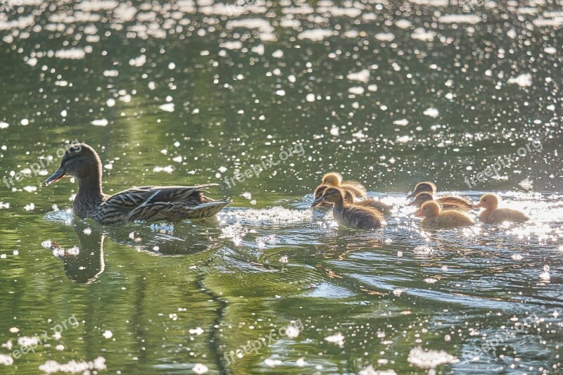 Muter Swarm Sweet Young Animal Duck