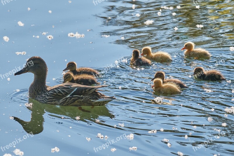 Swarm Sweet Young Animal Duck Water