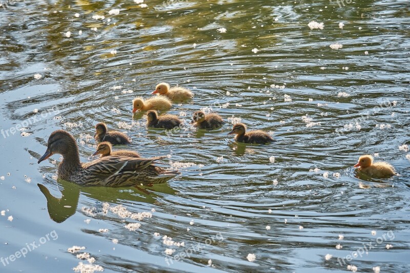 Swarm Sweet Young Animal Duck Water