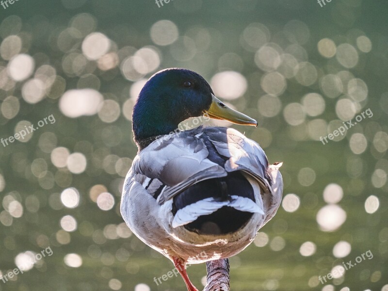 Duck Water Leg Water Bird Lake