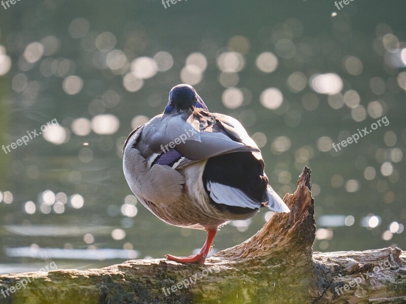 Duck Water Leg Water Bird Lake