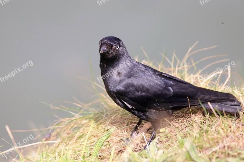 Jackdaw Blackbird Bird Animal Nature