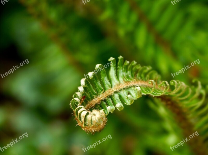 Fern Green Plant Nature Forest