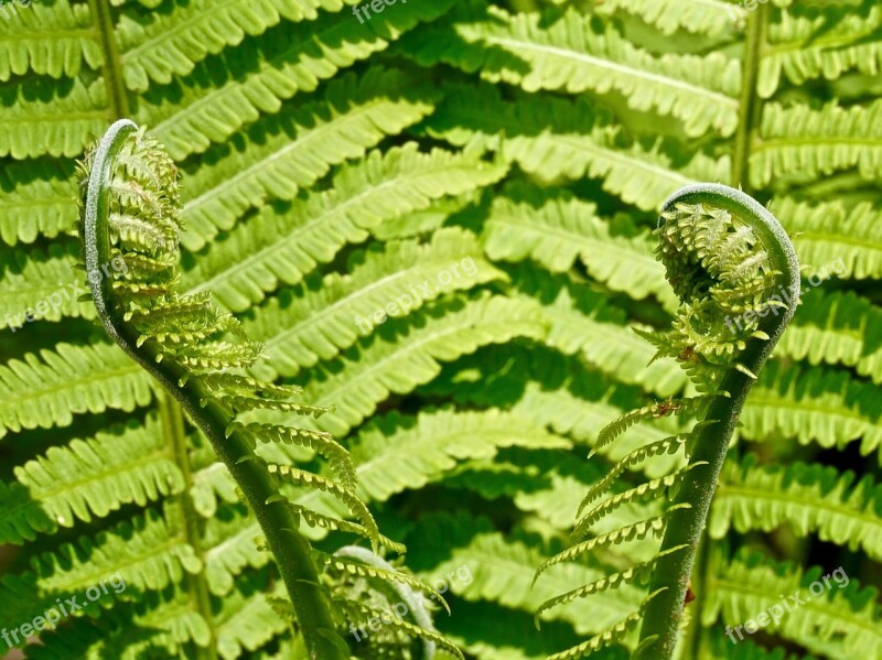 Fern Green Plant Nature Forest