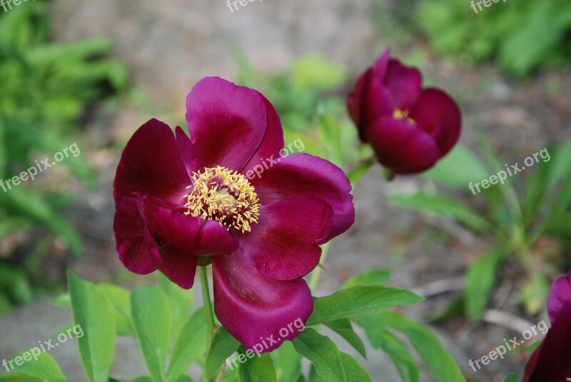 Peony Spring Flower Macro Violet